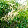 Ligustrum lucidum